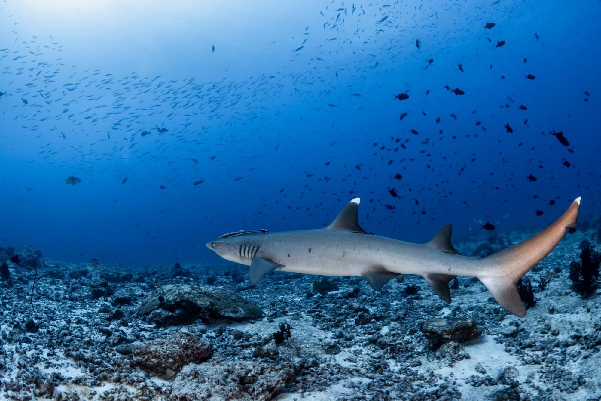 Emoha Dive Resort Santander Kültér fotó