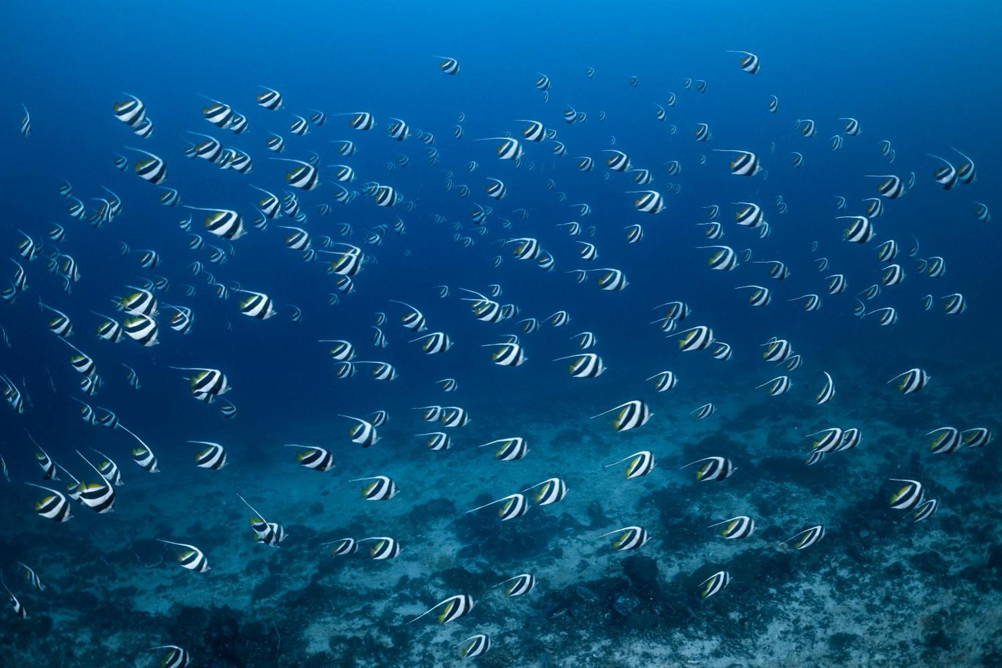Emoha Dive Resort Santander Kültér fotó